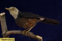 藏品(白頭鶇)的圖片